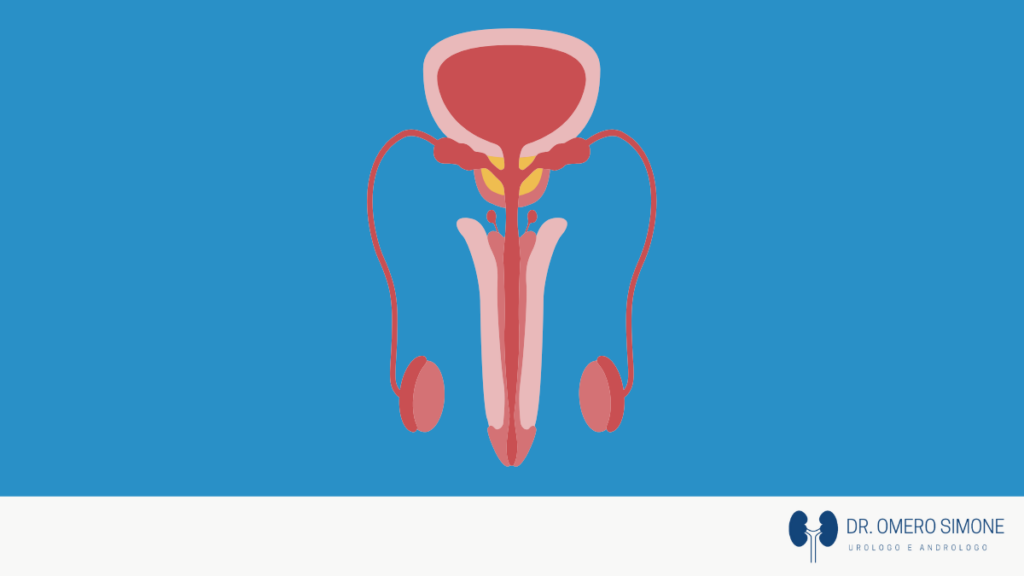Micropene: Quando si parla di Pene Piccolo e quali Rimedi esistono?